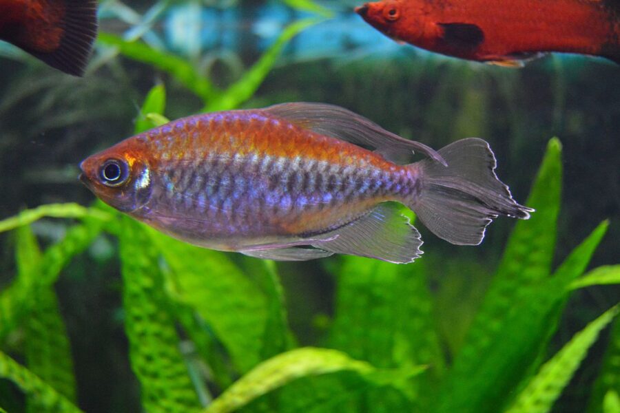 Congo Tetra (Phenacogrammus interruptus)