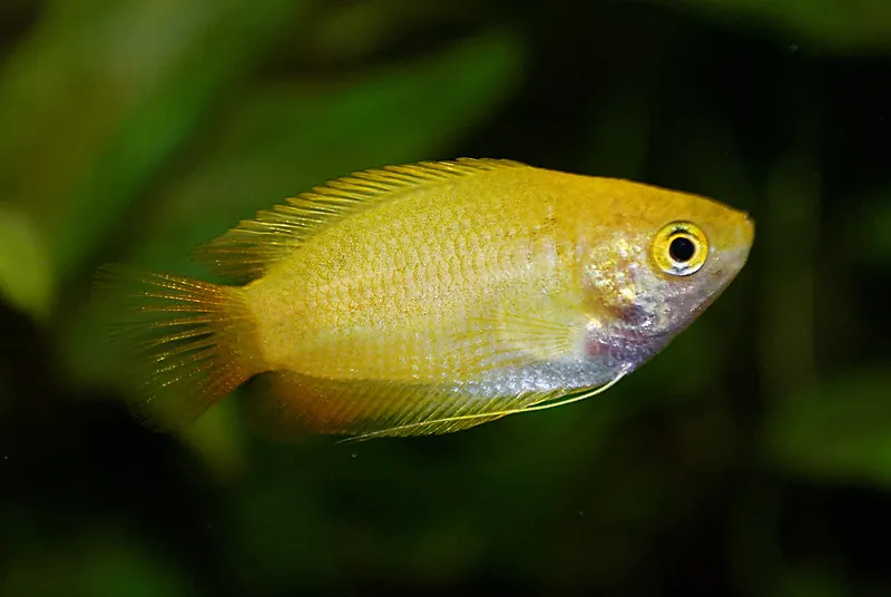 Honey Gourami Trichogaster chuna