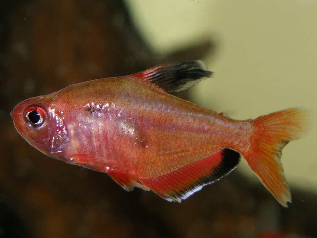 Hyphessobrycon eques