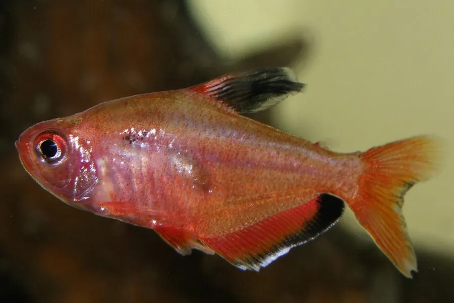 Hyphessobrycon eques