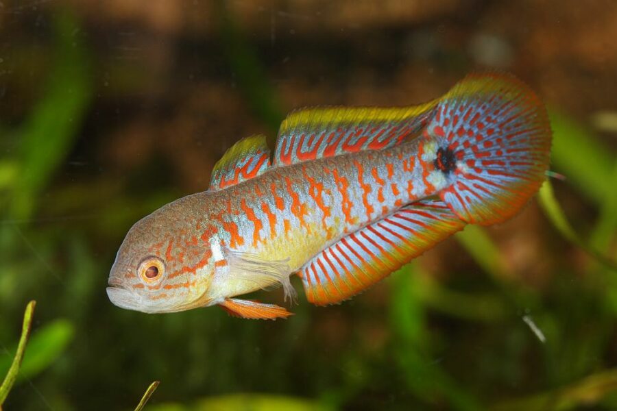 Peacock Gudgeon (Tateurndina ocellicauda)