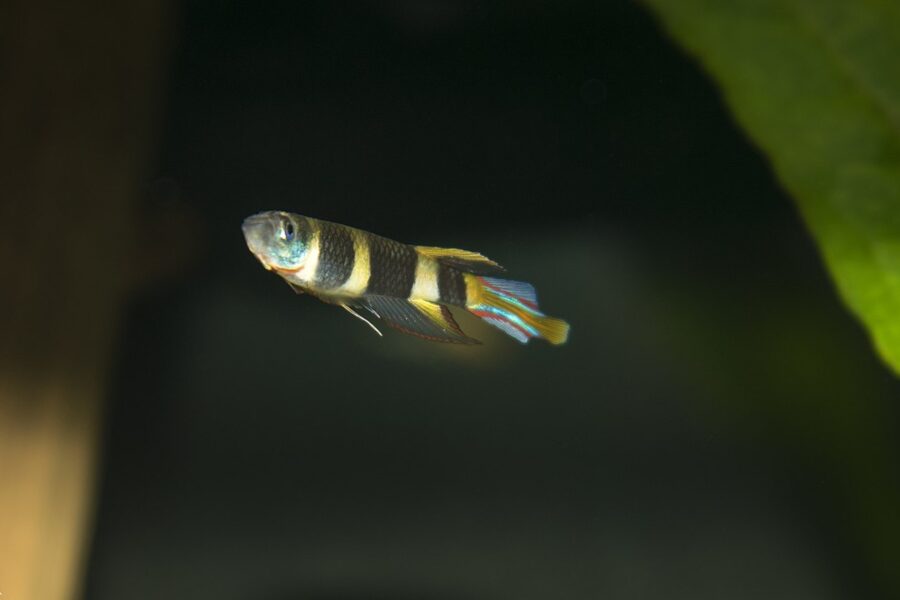 Clown Killifish (Epiplatys Annulatus)