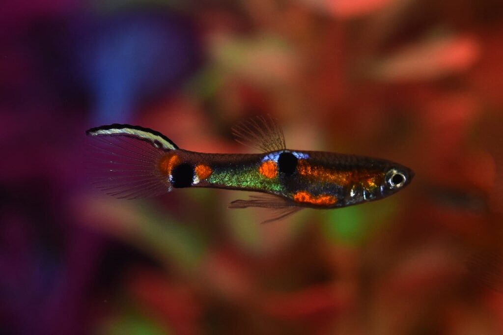 Endler's Livebearer (Poecilia wingei)