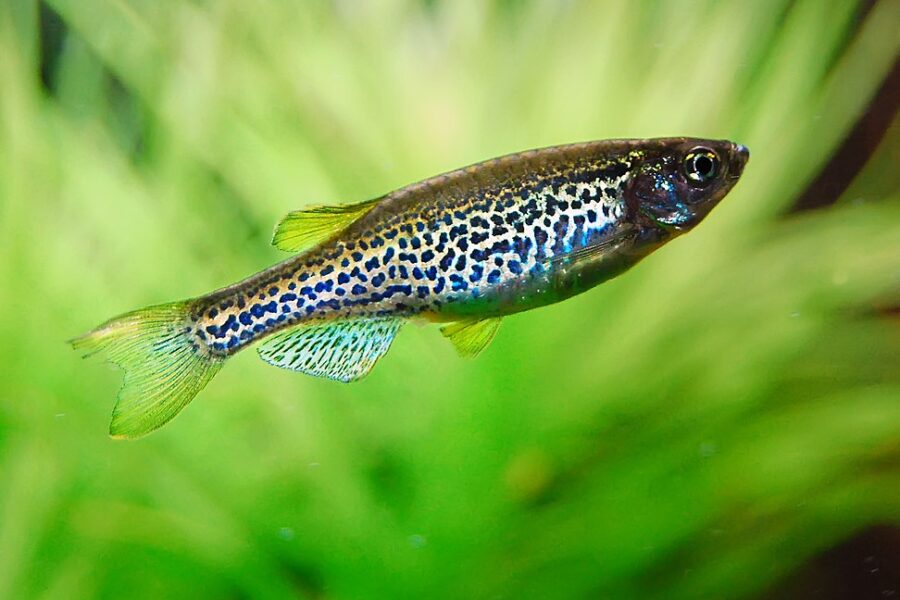 Leopard Danio (Danio rerio var. frankei)