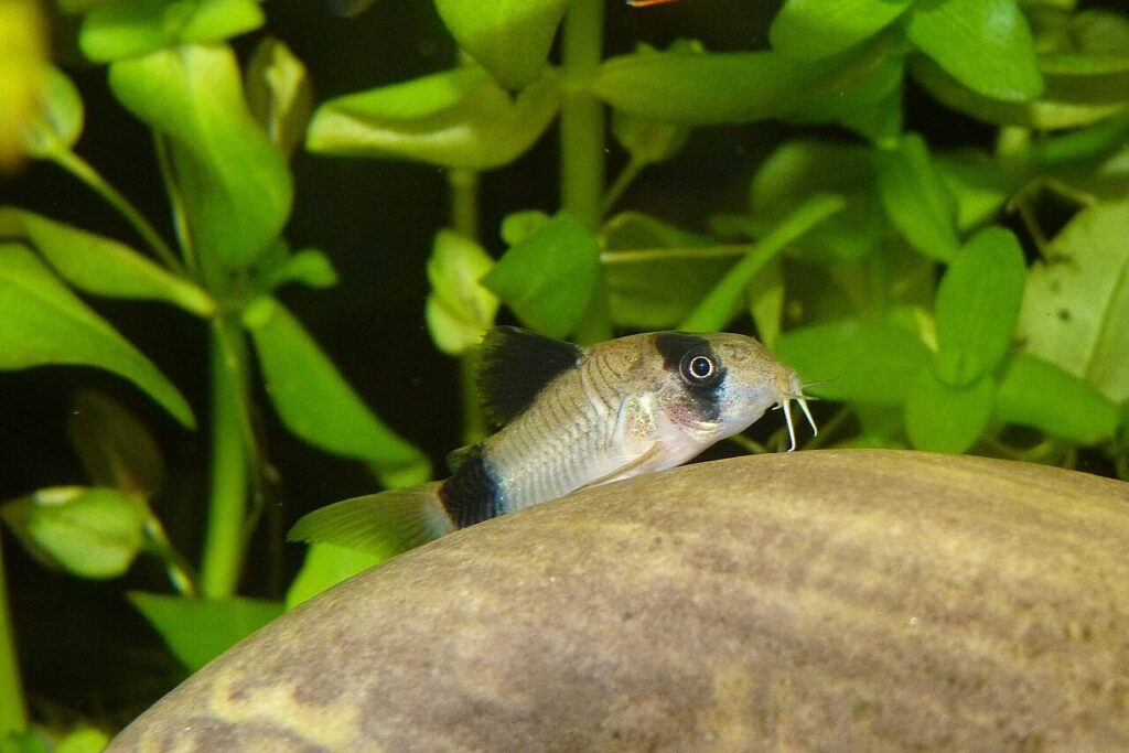 Panda Corydoras (Corydoras panda)