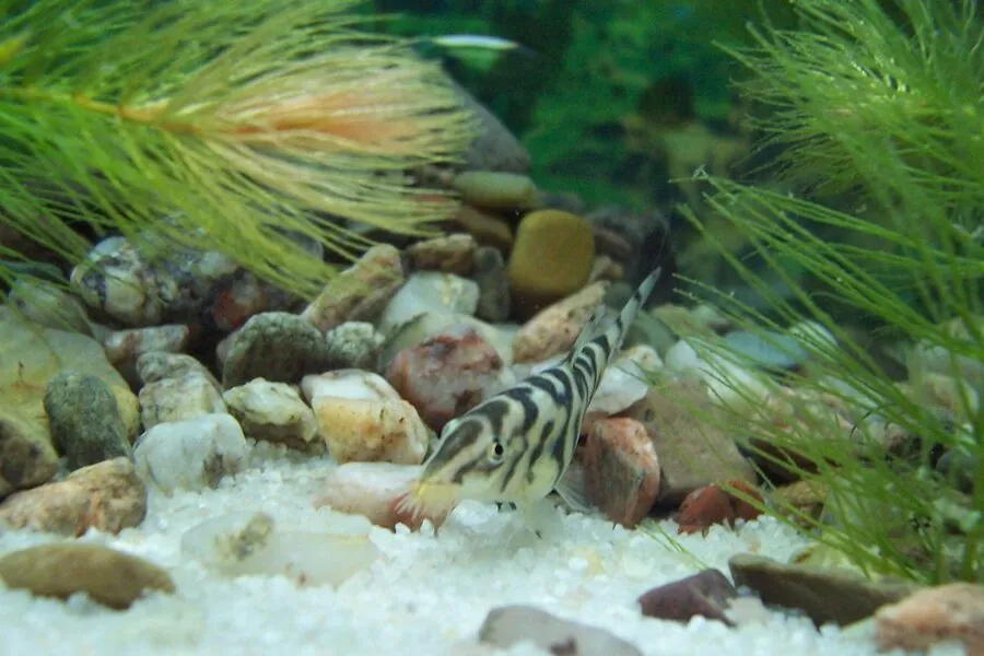 YoYo Loach (Botia almorhae)