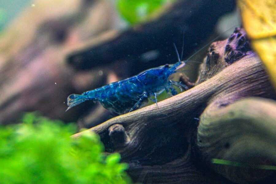 Cherry Shrimp (Neocaridina davidi)