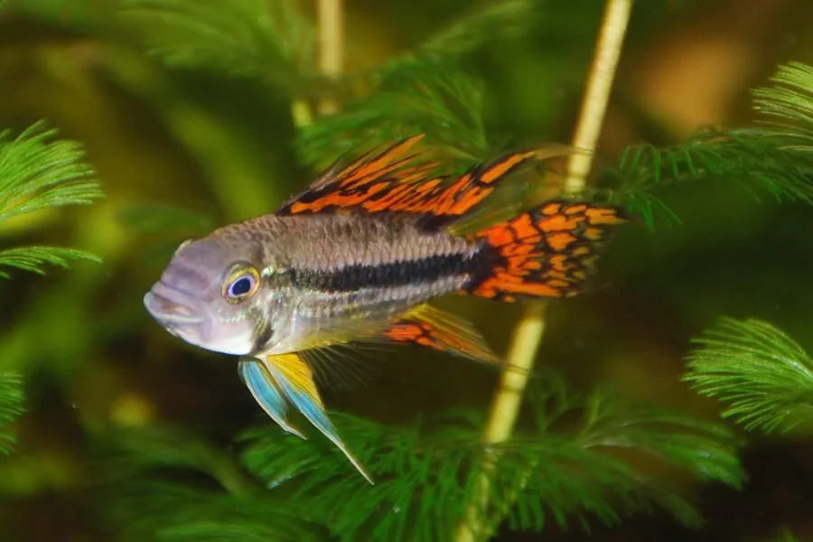 Cockatoo Dwarf Cichlid (Apistogramma cacatuoides)