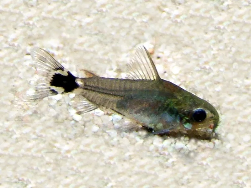 Dwarf Corydoras (Corydoras hastatus)