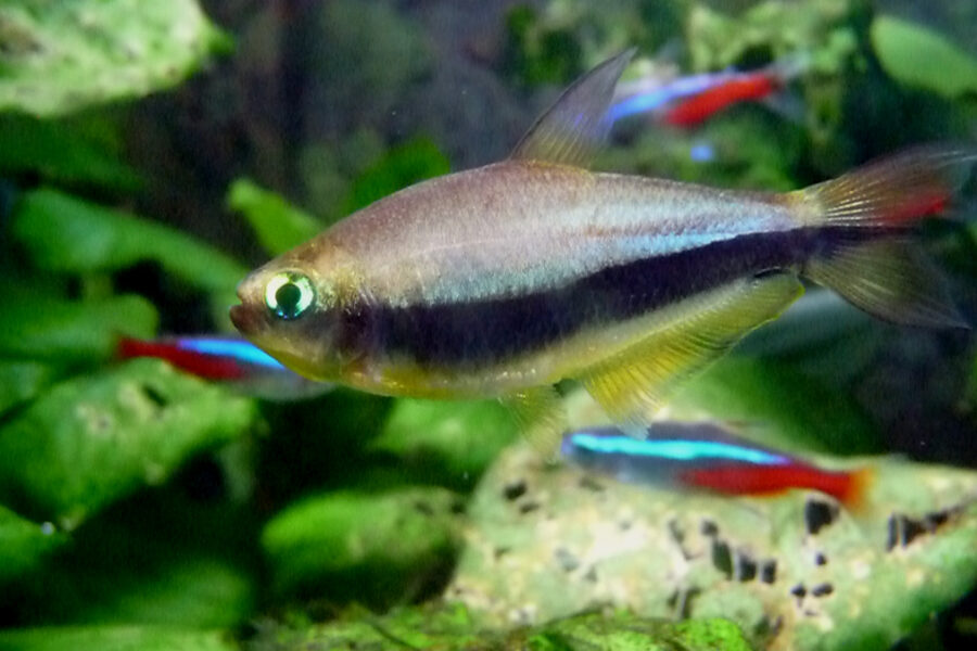 Emperor Tetra (Nematobrycon palmeri)