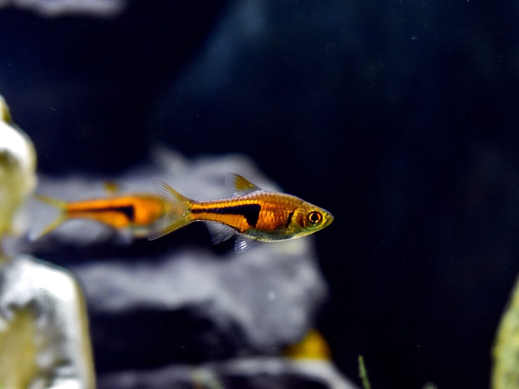 Lambchop Rasbora (Trigonostigma espei)