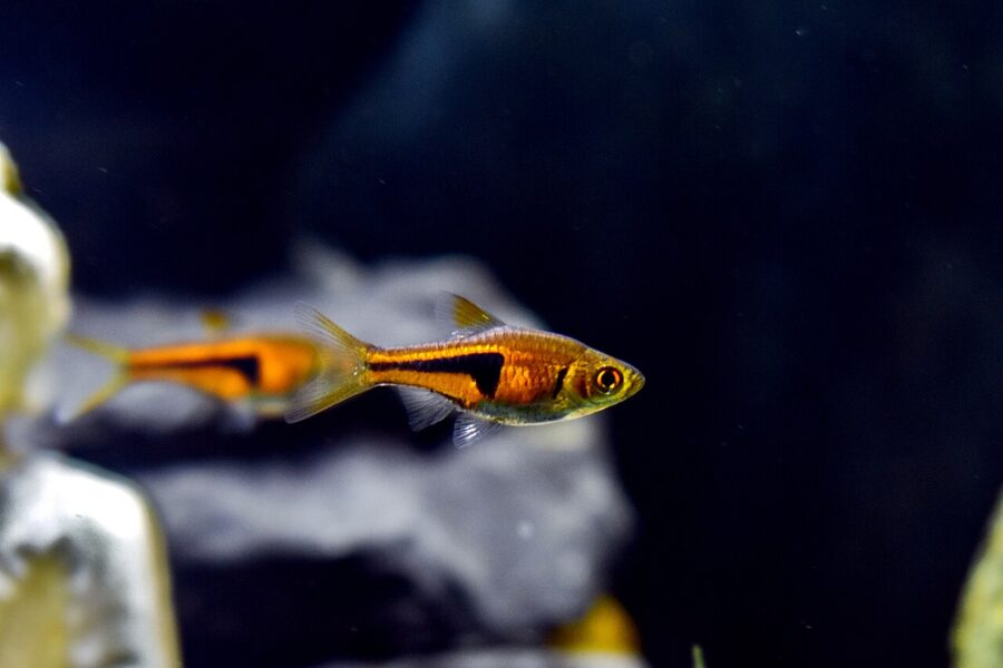 Lambchop Rasbora (Trigonostigma espei)