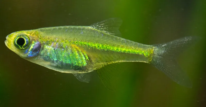 Neon Green Rasbora (Microdevario kubotai)