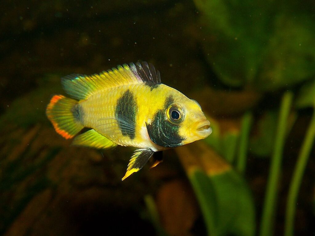 Panda Dwarf Cichlid (Apistogramma nijsseni)