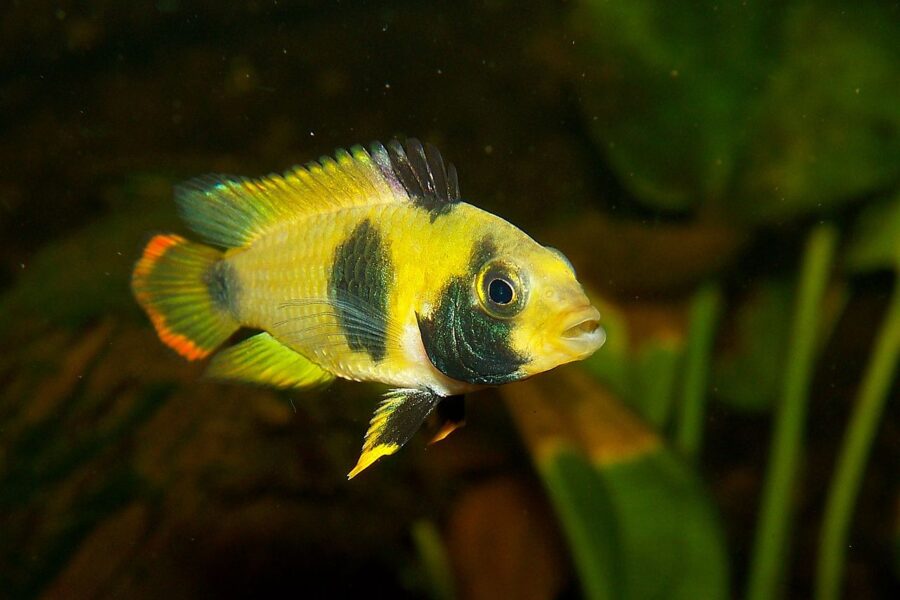 Panda Dwarf Cichlid (Apistogramma nijsseni)