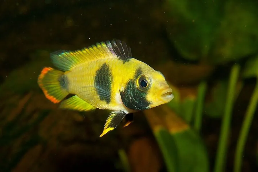 Panda Dwarf Cichlid (Apistogramma nijsseni)