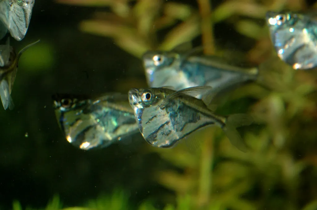 Pygmy Hatchetfish (Carnegiella myersi)