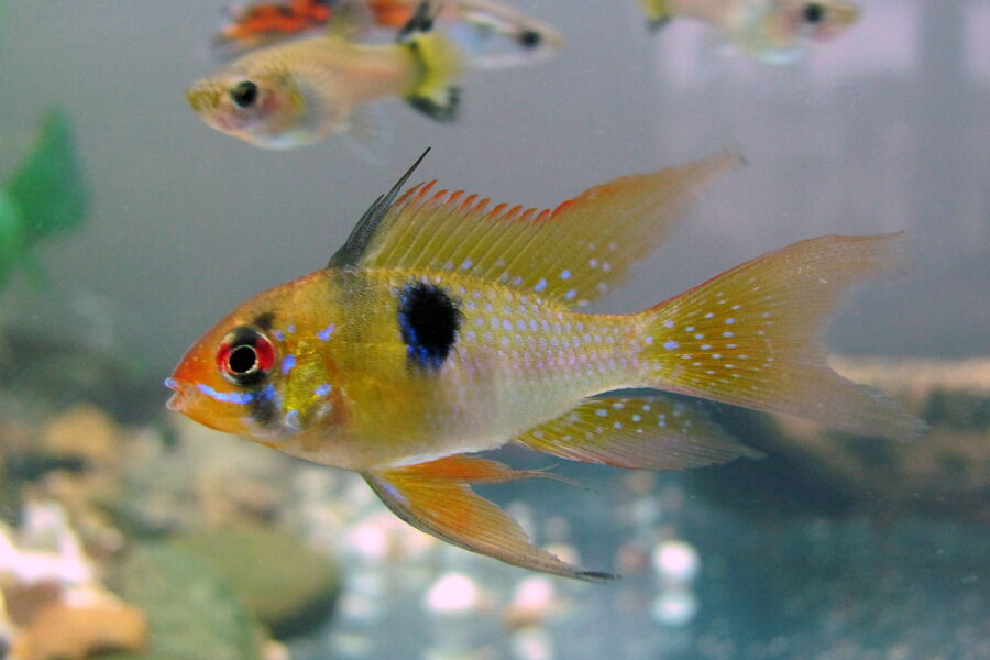 Ram Cichlid (Mikrogeophagus Ramirezi)