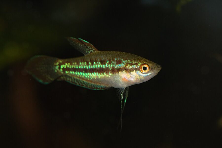 Sparkling Gourami (Trichopsis pumila)