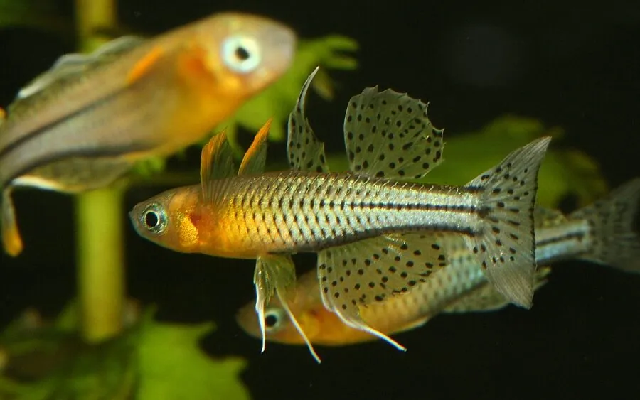 Spotted Blue-Eye Rainbowfish (Pseudomugil gertrudae)