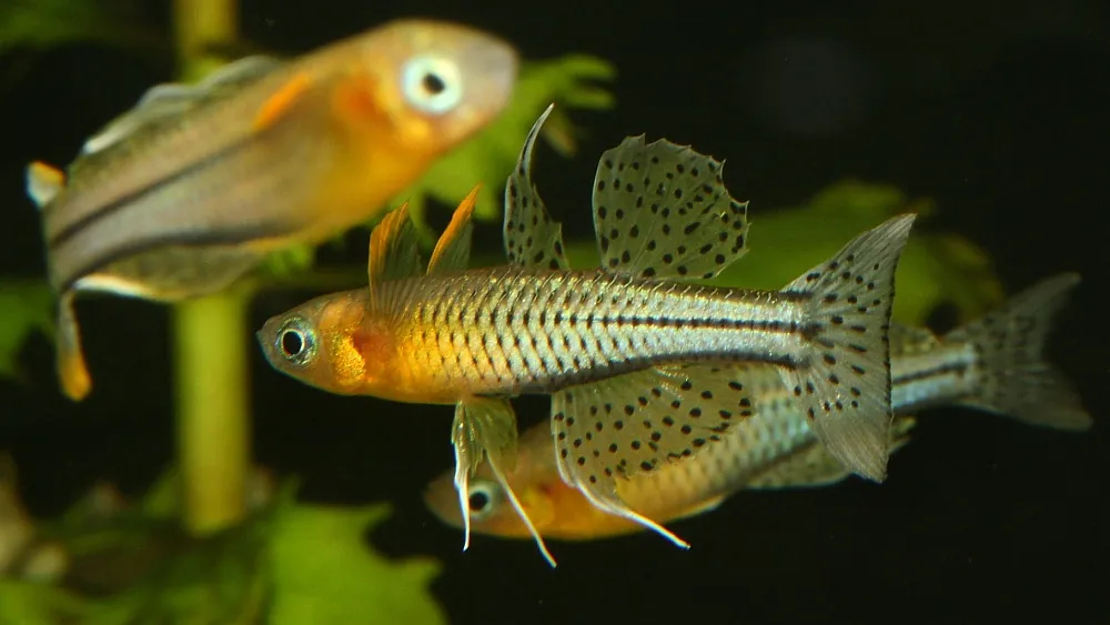 Spotted Blue-Eye Rainbowfish (Pseudomugil gertrudae)