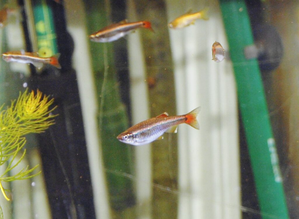 White Cloud Mountain Minnows (Tanichthys albonubes)