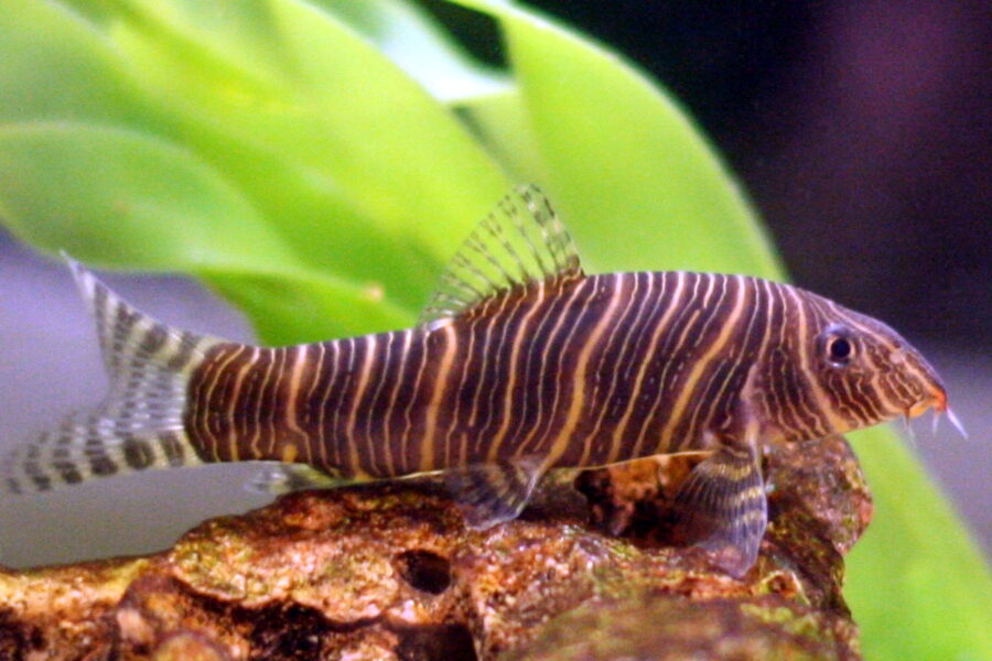 Zebra Loach (Botia striata)