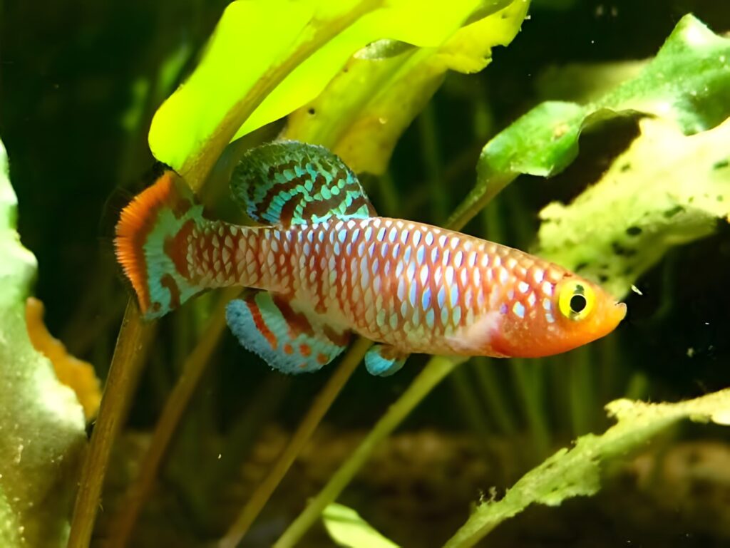 Bluefin Notho Killifish (Nothobranchius rachovii)