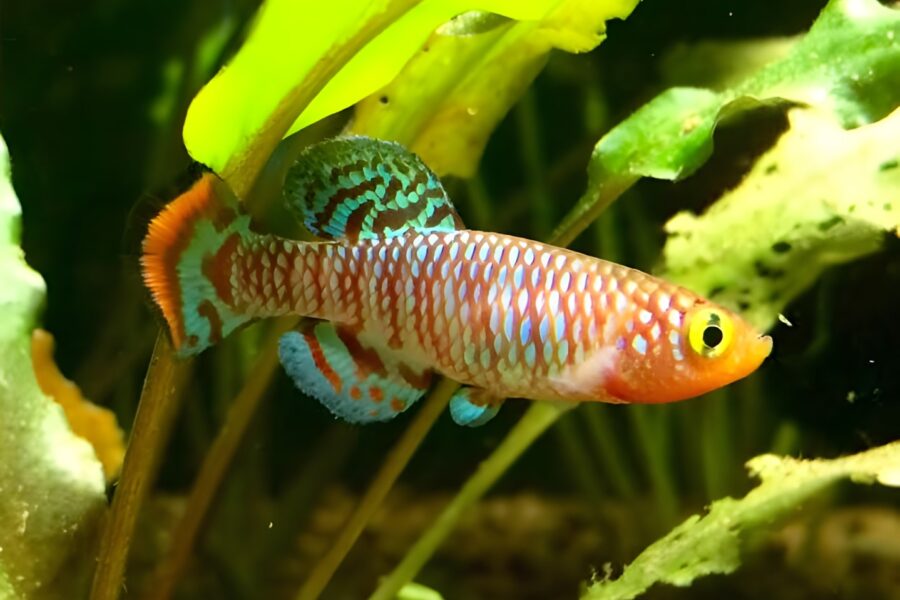 Bluefin Notho Killifish (Nothobranchius rachovii)