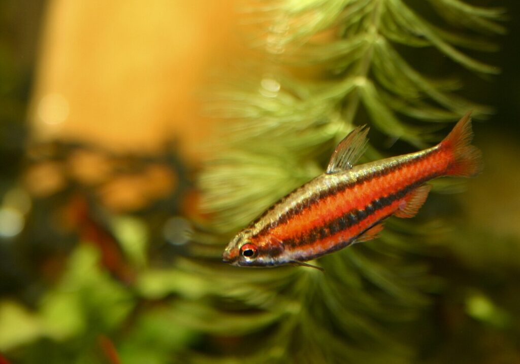 Coral Red Pencilfish (Nannostomus mortenthaleri)