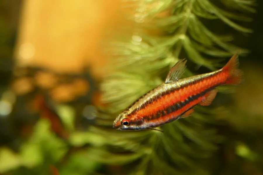 Coral Red Pencilfish (Nannostomus mortenthaleri)