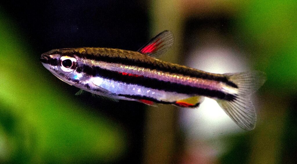 Dwarf Pencilfish (Nannostomus marginatus)