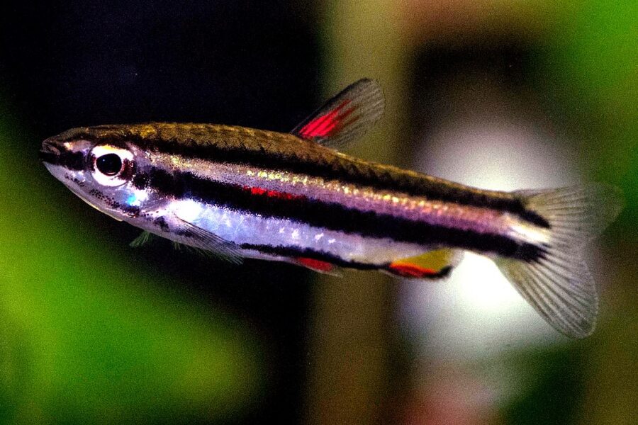 Dwarf Pencilfish (Nannostomus marginatus)