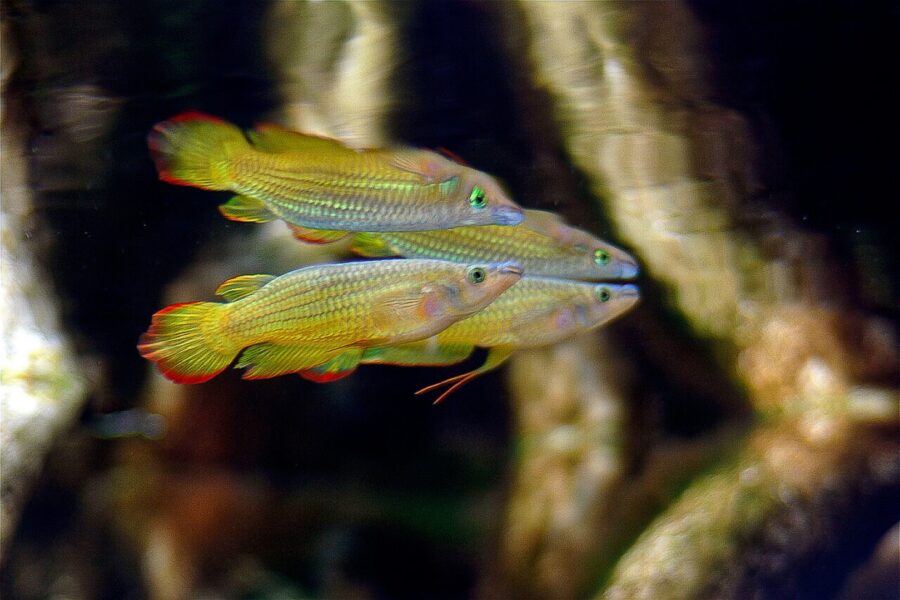 Golden Wonder Killifish (Aplocheilus lineatus)