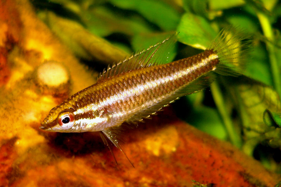 Licorice Gourami (Parosphromenus deissneri)