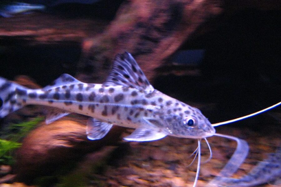 Pictus Catfish (Pimelodus pictus)