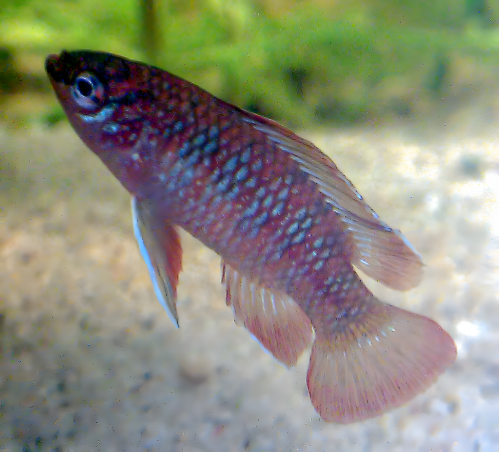 Scarlet Badis (Dario dario)