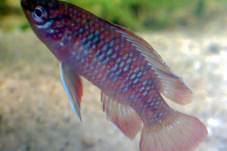 Scarlet Badis (Dario dario)