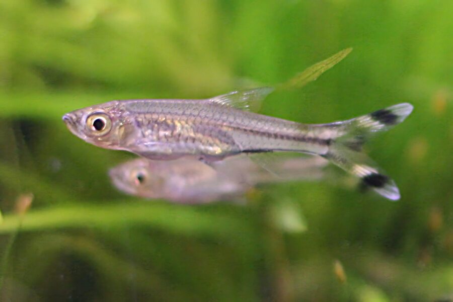 Scissortail Rasboras (Rasbora trilineata)