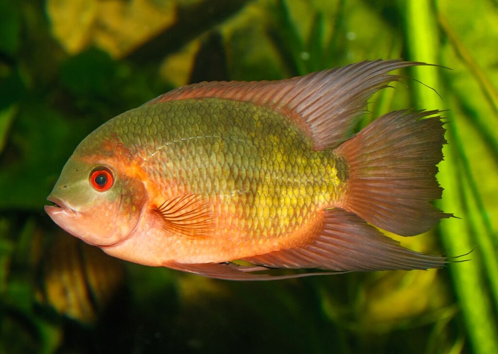 Chocolate Cichlid (Hypselecara temporalis)