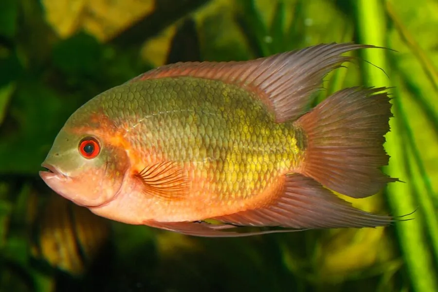 Chocolate Cichlid (Hypselecara temporalis)