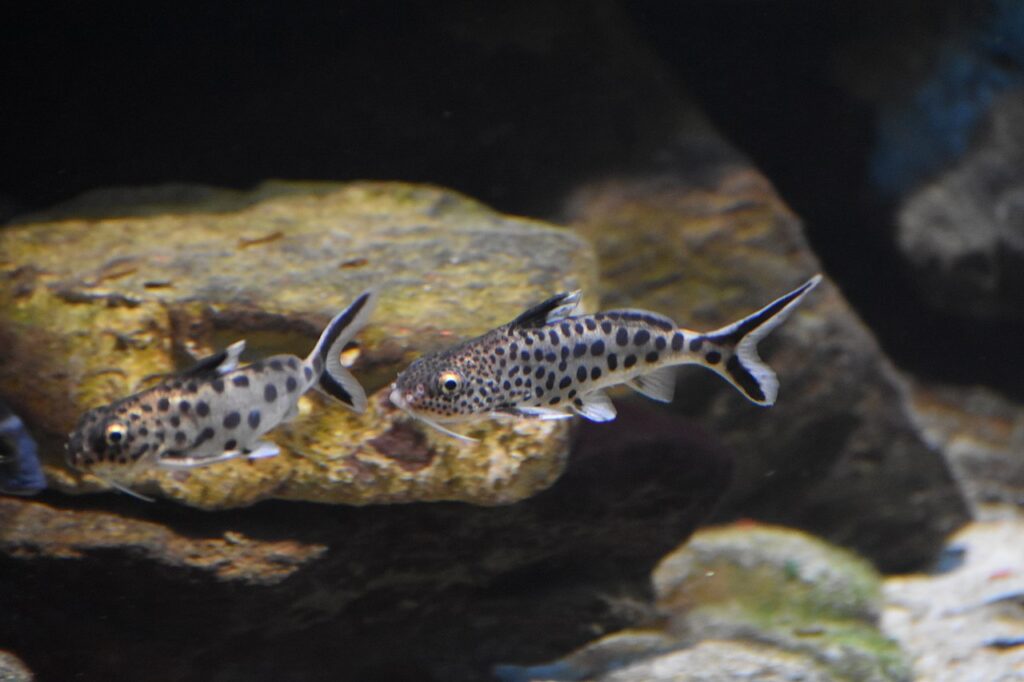 Cuckoo Catfish (Synodontis Multipunctatus)