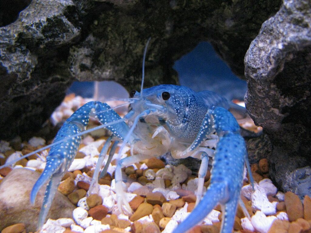 Electric Blue Crayfish (Procambarus alleni)