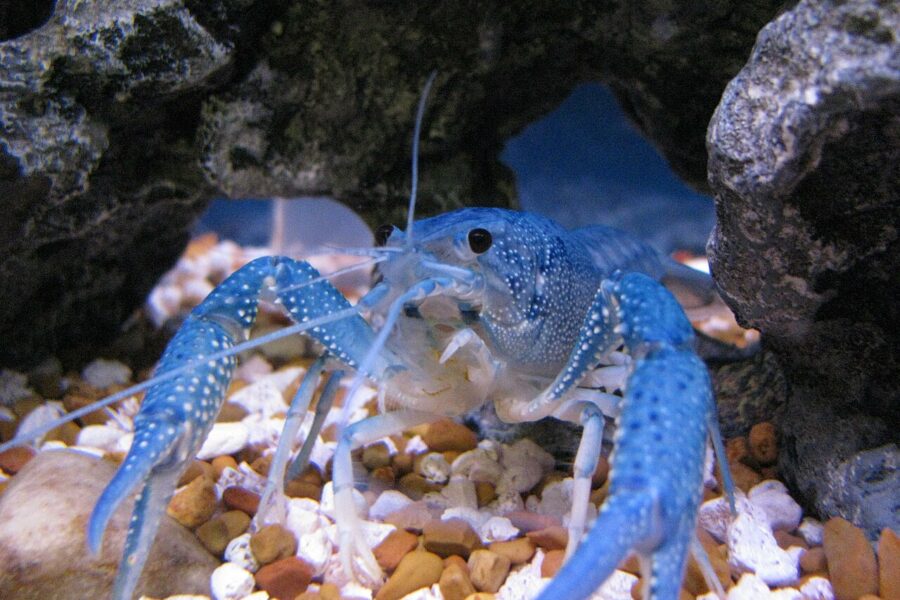 Electric Blue Crayfish (Procambarus alleni)