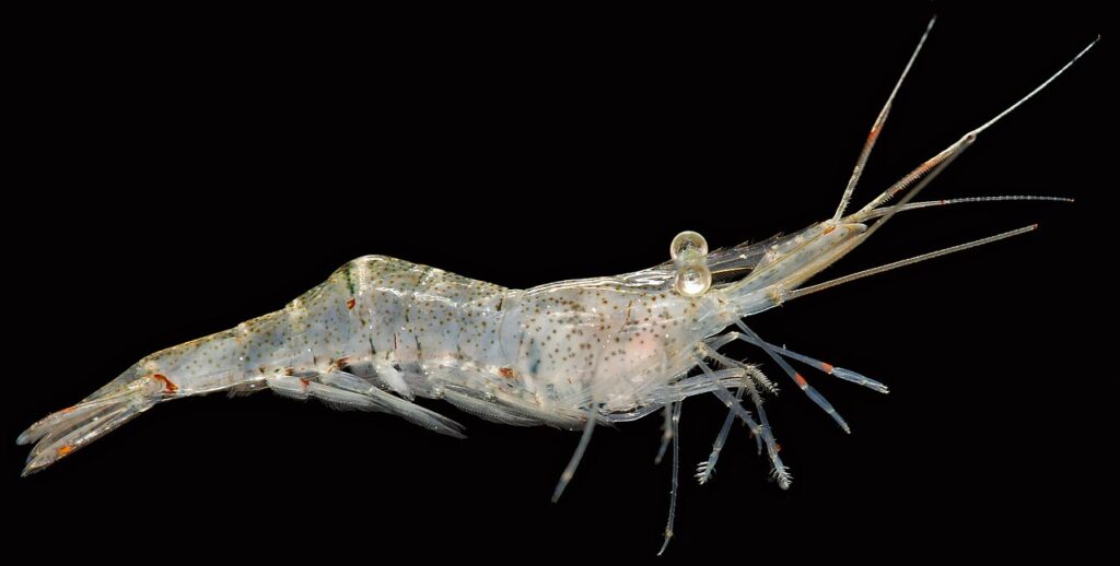 Ghost Shrimp (Palaemon paludosus)