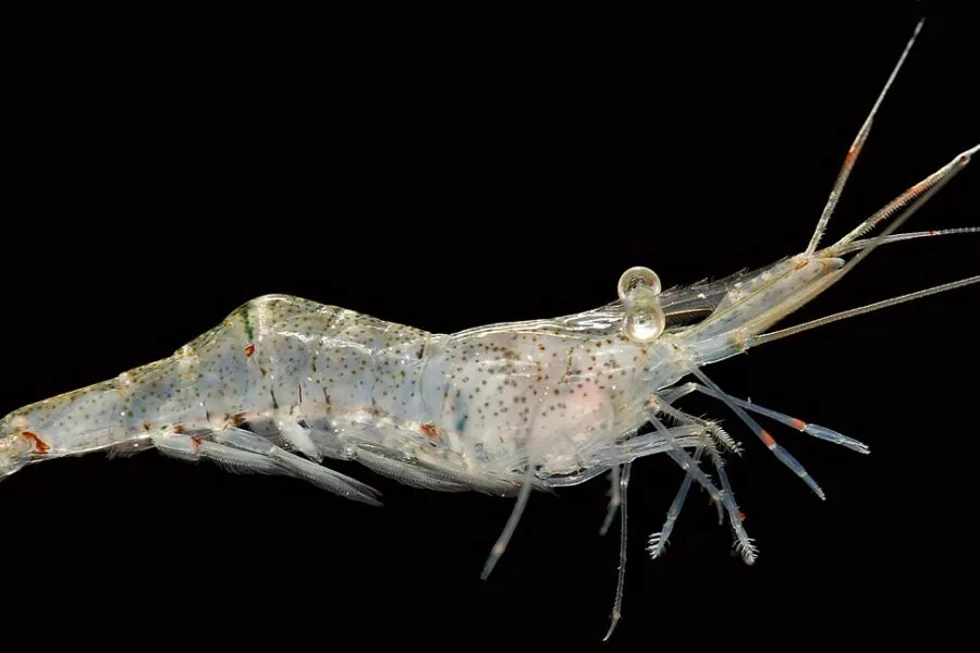 Ghost Shrimp (Palaemon paludosus)