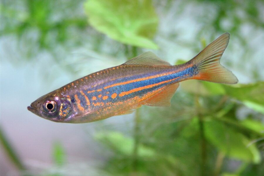 Giant Danio (Devario aequipinnatus)