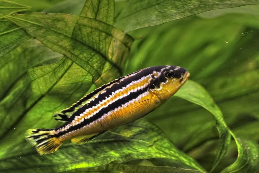 Golden Mbuna (Melanochromis auratus)