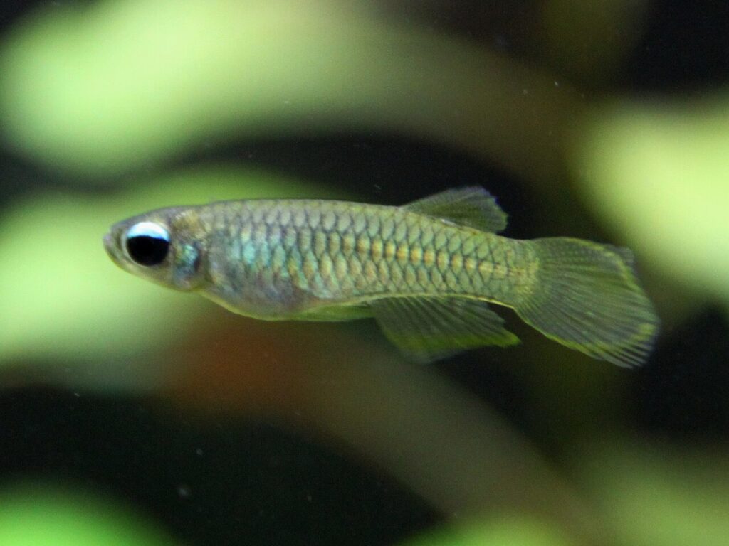 Norman's Lampeye Killifish (Poropanchax normani)