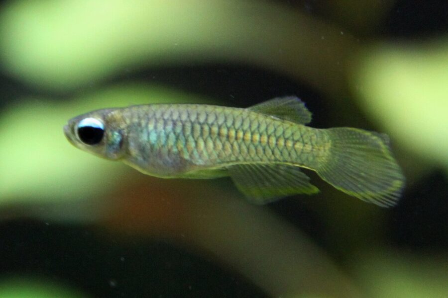 Norman's Lampeye Killifish (Poropanchax normani)